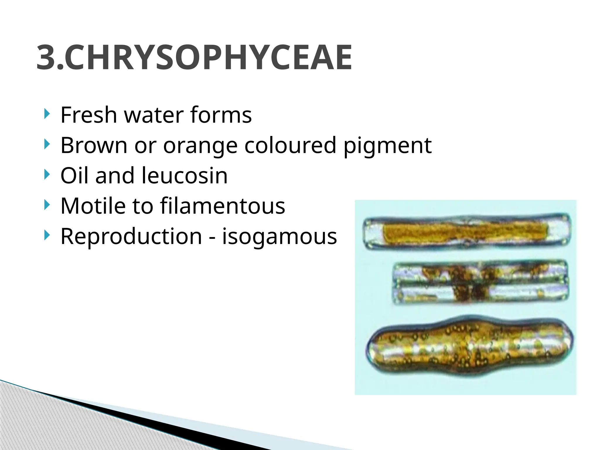  Fresh water forms
 Brown or orange coloured pigment
 Oil and leucosin
 Motile to filamentous
 Reproduction - isogamous
3.CHRYSOPHYCEAE
 