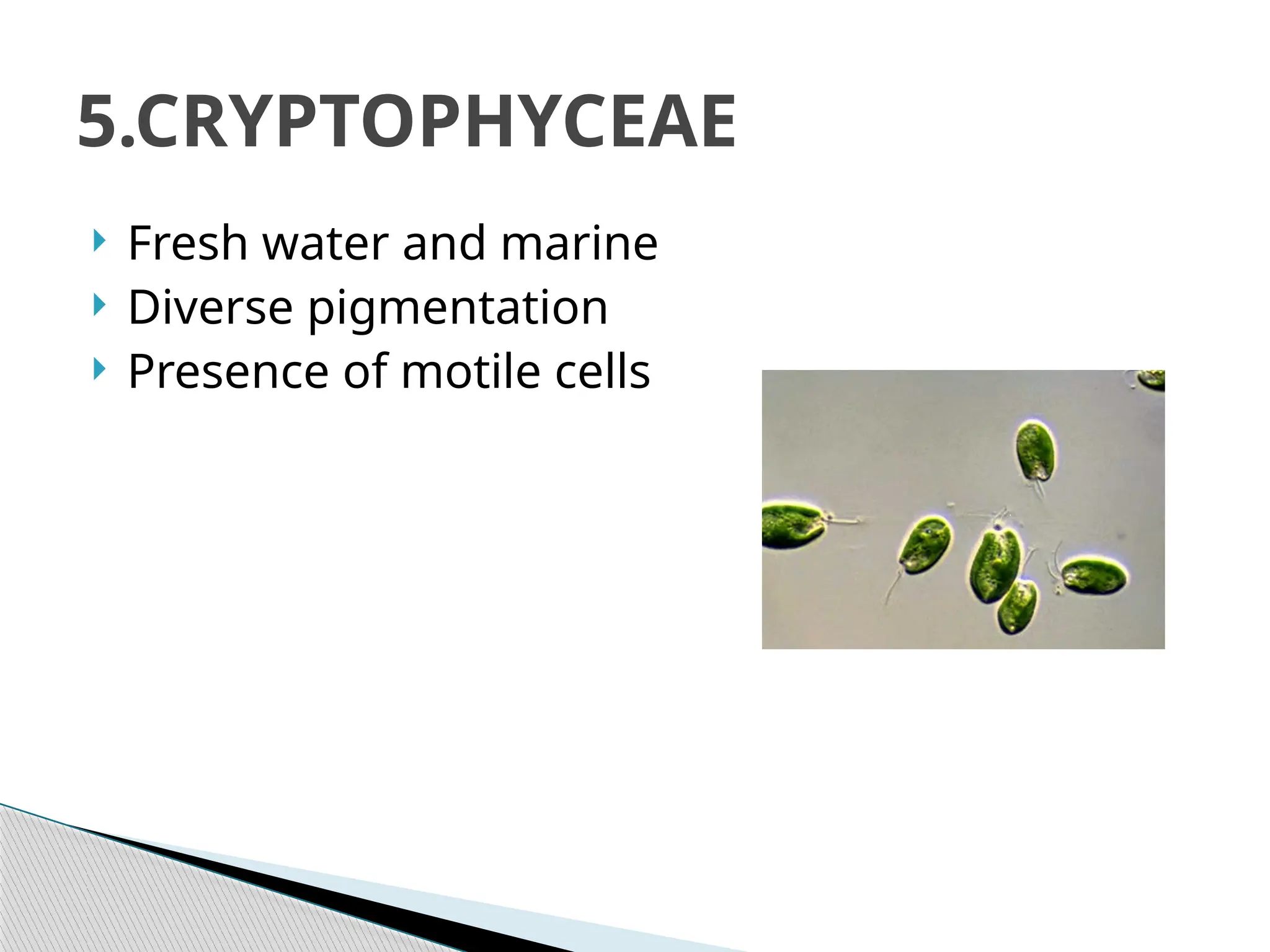  Fresh water and marine
 Diverse pigmentation
 Presence of motile cells
5.CRYPTOPHYCEAE
 