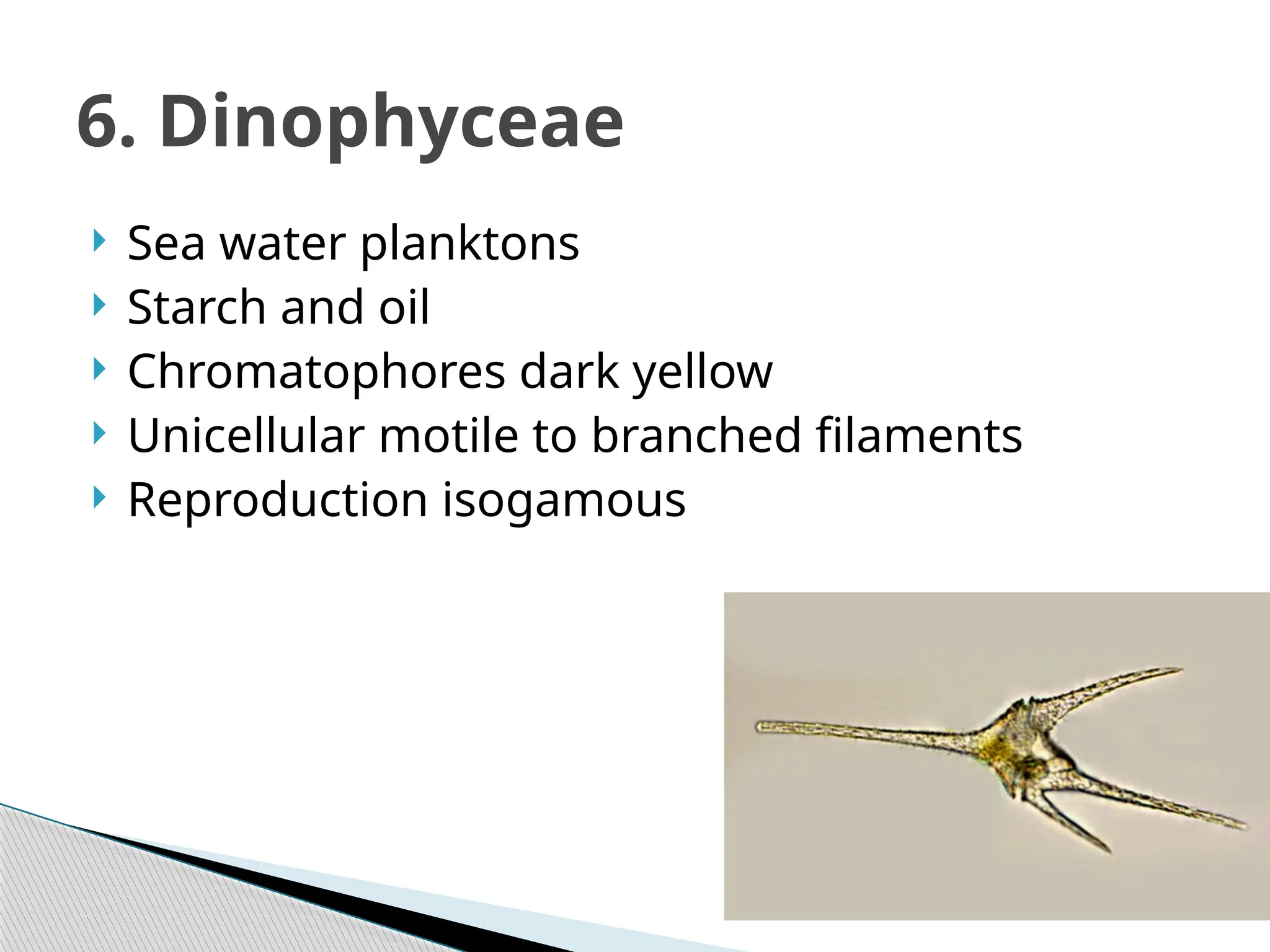  Sea water planktons
 Starch and oil
 Chromatophores dark yellow
 Unicellular motile to branched filaments
 Reproduction isogamous
6. Dinophyceae
 