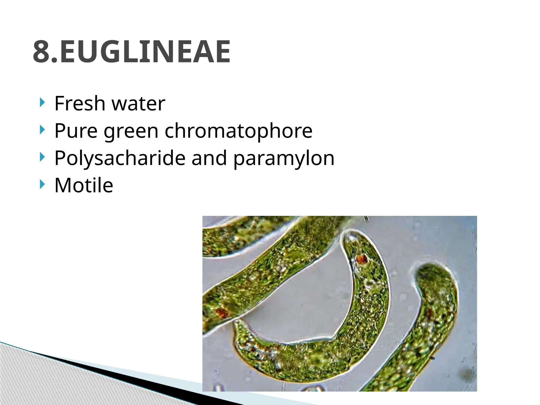  Fresh water
 Pure green chromatophore
 Polysacharide and paramylon
 Motile
8.EUGLINEAE
 