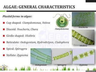 Algae-General-Characters.pptx