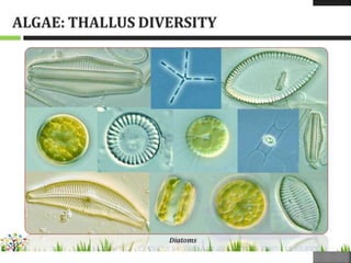 Algae-General-Characters.pptx