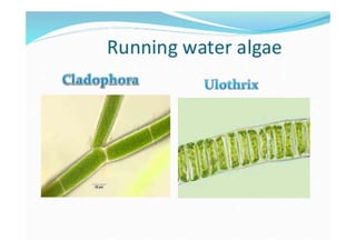 Algae introduction-characters | PDF
