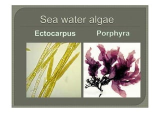 Algae introduction-characters | PDF
