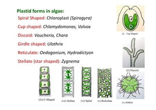 Algae introduction-characters