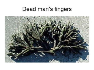 Dead man’s fingers 