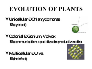 EVOLUTION OF PLANTS Unicellular – Chlamydomonas  (eyespot) Colonial – Gonium, Volvox  (communication, specialized reproductive cells) Multicellular – Ulva (holdfast) 