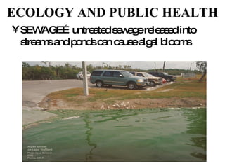 ECOLOGY AND PUBLIC HEALTH SEWAGE…untreated sewage released into streams and ponds can cause algal blooms 