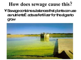 How does sewage cause this? Sewage contains substances that plants can use as nutrients…acts as fertilizer for the algae to grow 