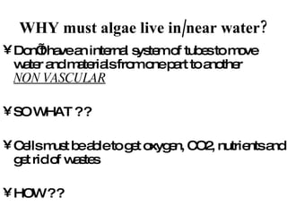 WHY must algae live in/near water? Don’t have an internal system of tubes to move water and materials from one part to another  NON VASCULAR SO WHAT ? ? Cells must be able to get oxygen, CO2, nutrients and get rid of wastes HOW ? ? 