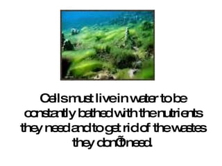 Cells must live in water to be constantly bathed with the nutrients they need and to get rid of the wastes they don’t need. 