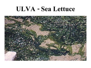 ULVA - Sea Lettuce 