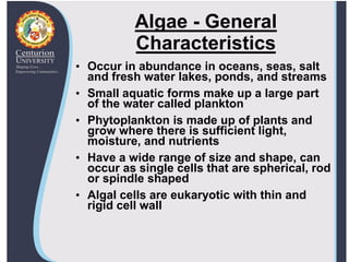 Plankton Rods Algae-Protozoa-Yeasts-and-Fungi about their character | PDF