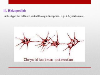 iii. Rhizopodial:
In this type the cells are united through rhizopodia. e.g., Chrysidiastrum
 