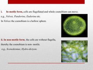 i. In motile form, cells are flagellated and whole coenobium can move.
e.g., Volvox, Pandorina, Eudorina etc.
In Volvox the coenobium is a hollow sphere.
ii. In non-motile form, the cells are without flagella,
thereby the coenobium is non- motile.
e.g., Scenedesmus, Hydro-dictyon.
 
