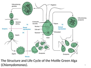 Algae: Types, Structure, and Reproduction | PPT