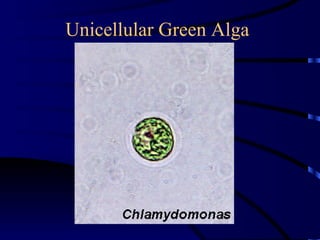 Unicellular Green Alga
 