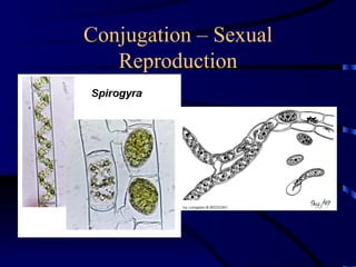 Conjugation – Sexual
   Reproduction
 