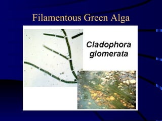 Filamentous Green Alga
 