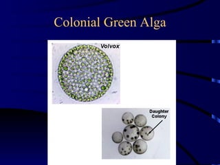 Colonial Green Alga
 