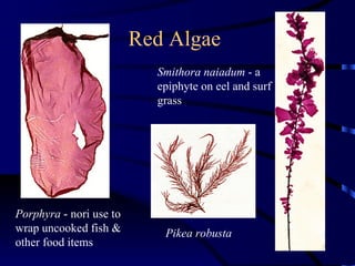 Red Algae
                           Smithora naiadum - a
                           epiphyte on eel and surf
                           grass




Porphyra - nori use to
wrap uncooked fish &        Pikea robusta
other food items
 