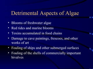 Detrimental Aspects of Algae
• Blooms of freshwater algae
• Red tides and marine blooms
• Toxins accumulated in food chains
• Damage to cave paintings, frescoes, and other
  works of art
• Fouling of ships and other submerged surfaces
• Fouling of the shells of commercially important
  bivalves
 