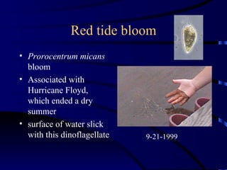 Red tide bloom
• Prorocentrum micans
  bloom
• Associated with
  Hurricane Floyd,
  which ended a dry
  summer
• surface of water slick
  with this dinoflagellate   9-21-1999
 