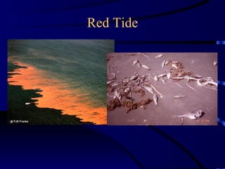 Red Tide
 
