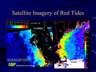 Satellite Imagery of Red Tides
 