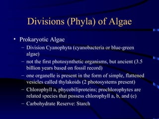 Divisions (Phyla) of Algae
• Prokaryotic Algae
  – Division Cyanophyta (cyanobacteria or blue-green
    algae)
  – not the first photosynthetic organisms, but ancient (3.5
    billion years based on fossil record)
  – one organelle is present in the form of simple, flattened
    vesicles called thylakoids (2 photosystems present)
  – Chlorophyll a, phycobiliproteins; prochlorophytes are
    related species that possess chlorophyll a, b, and (c)
  – Carbohydrate Reserve: Starch
 