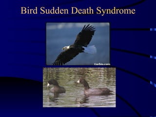 Bird Sudden Death Syndrome
 