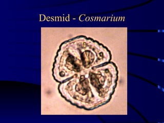 Desmid - Cosmarium
 