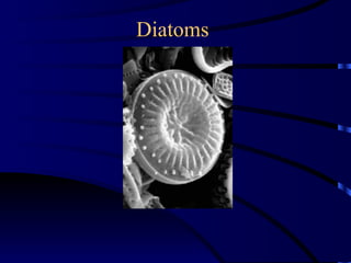 Diatoms
 