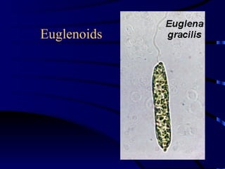 Euglenoids
 