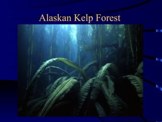 Alaskan Kelp Forest
 