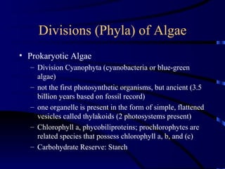 Divisions (Phyla) of Algae
• Prokaryotic Algae
  – Division Cyanophyta (cyanobacteria or blue-green
    algae)
  – not the...