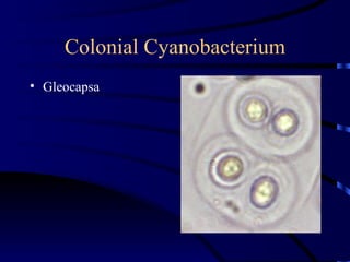 Colonial Cyanobacterium
• Gleocapsa
 