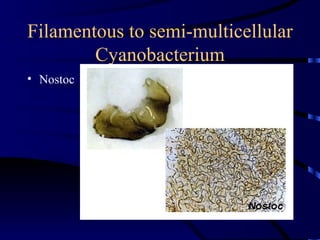 Filamentous to semi-multicellular
        Cyanobacterium
• Nostoc
 