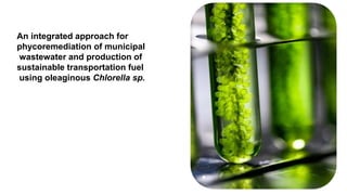 .
An integrated approach for
phycoremediation of municipal
wastewater and production of
sustainable transportation fuel
using oleaginous Chlorella sp.
 