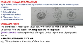 RANGE OF THALLUS ORGANIZATION
Algae exhibits variety in their thallus organization and can be divided into the following broad
categories
1. Unicelllular Thallus
2. Colonial thallus
3. Siphonaceous thallus
4. Filamentous thallus
5. Parenchymatous thallus
UNICELLULAR FORMS
The plant body is made up of single cell. Which may be motile or non motile.
Unicellular form are absent in Charophyta and Phaeophyta)
i)MOTILE FORMS : show presence of flagella or due to presence of periplastic
nature.
a) FLAGELLATED MOTILE FORMS:
e.g. Chlamydomonas, Phacotus, Chlorochromonas.
 