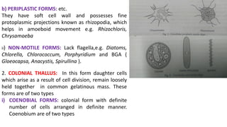 b) PERIPLASTIC FORMS: etc.
They have soft cell wall and possesses fine
protoplasmic projections known as rhizopodia, which
helps in amoeboid movement e.g. Rhizochloris,
Chrysamoeba
ii) NON-MOTILE FORMS: Lack flagella,e.g. Diatoms,
Chlorella, Chlorococcum, Porphyridium and BGA (
Gloeocapsa, Anacystis, Spirullina ).
2. COLONIAL THALLUS: In this form daughter cells
which arise as a result of cell division, remain loosely
held together in common gelatinous mass. These
forms are of two types
i) COENOBIAL FORMS: colonial form with definite
number of cells arranged in definite manner.
Coenobium are of two types
 