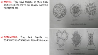 a) MOTILE: They have flagella on their body
and are able to move e.g. Volvox, Eudorina,
Pandorina etc.
a) NON-MOTILE: They lack flagella e.g.
Hydrodictyon, Pediastrum, Scenedemus, etc.
 