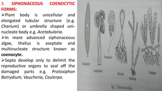 3. SIPHONACEOUS COENOCYTIC
FORMS:
Plant body is unicellular and
elongated tubular structure (e.g.
Charium) or umbrella shaped uni-
nucleate body e.g. Acetabularia.
In more advanced siphonaceous
algae, thallus is aseptate and
multinucleate structure known as
coenocyte.
Septa develop only to delimit the
reproductive organs to seal off the
damaged parts e.g. Protosiphon
Botrydium, Vaucheria, Caulerpa.
 