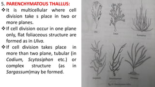 5. PARENCHYMATOUS THALLUS:
It is multicellular where cell
division take s place in two or
more planes.
If cell division occur in one plane
only, flat foliaceous structure are
formed as in Ulva.
If cell division takes place in
more than two plane, tubular (in
Codium, Scytosiphon etc.) or
complex structure (as in
Sargassum)may be formed.
 