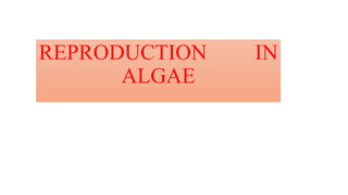 REPRODUCTION IN
ALGAE
 
