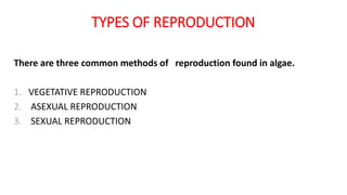 TYPES OF REPRODUCTION
There are three common methods of reproduction found in algae.
1. VEGETATIVE REPRODUCTION
2. ASEXUAL REPRODUCTION
3. SEXUAL REPRODUCTION
 