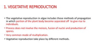 1. VEGETATIVE REPRODUCTION
• The vegetative reproduction in algae includes those methods of propagation
in which portion of the plant body become separated off to give rise to
individuals.
• Process does not involve the meiosis, fusion of nuclei and production of
spores.
• Very common mode of multiplication.
• Vegetative reproduction take place by different methods.
 