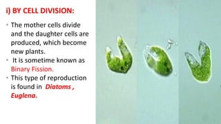 i) BY CELL DIVISION:
• The mother cells divide
and the daughter cells are
produced, which become
new plants.
• It is sometime known as
Binary Fission.
• This type of reproduction
is found in Diatoms ,
Euglena.
 