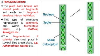 ii) FRAGMENTATION:
The plant body breaks into
several parts or fragments
and each such fragment
develops into an individual.
 This type of vegetative
reproduction is commonly
met within filamentous
forms, e.g., Ulothrix,
Spirogyra etc.
The fragmentation of
colonies also takes place in
several blue green algae, e.g.
Aphanothece, Nostoc etc.
 