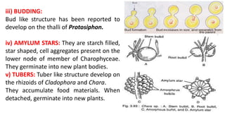 iii) BUDDING:
Bud like structure has been reported to
develop on the thalli of Protosiphon.
iv) AMYLUM STARS: They are starch filled,
star shaped, cell aggregates present on the
lower node of member of Charophyceae.
They germinate into new plant bodies.
v) TUBERS: Tuber like structure develop on
the rhizoids of Cladophora and Chara.
They accumulate food materials. When
detached, germinate into new plants.
 